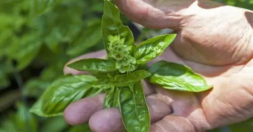 Собирайте и храните базилик правильно