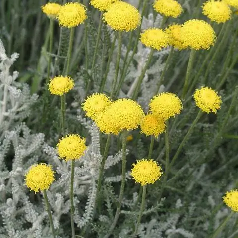 Серая святая трава