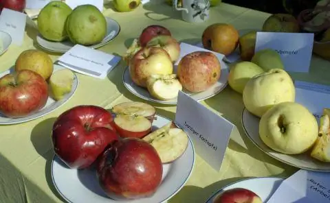 Дегустация яблок на столе