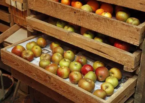 Храните зимние яблоки правильно