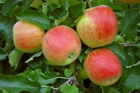 Яблоня Алкмена на дереве