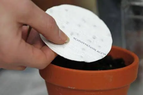 семенной диск