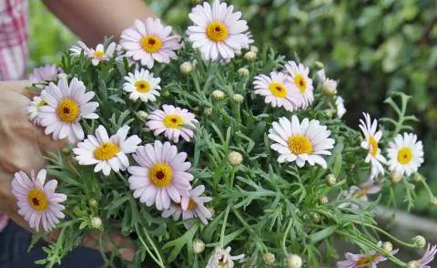 Маргарита (Argyranthemum frutescens)