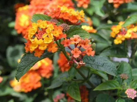 Лантана (Лантана камара)