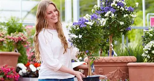 Цветущие высокие стебли для кадки и горшка