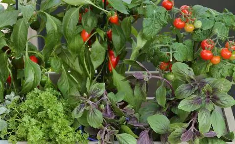 Овощи и зелень в балконном ящике