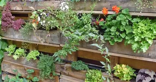 Городское садоводство: собирайте урожай в самых маленьких помещениях