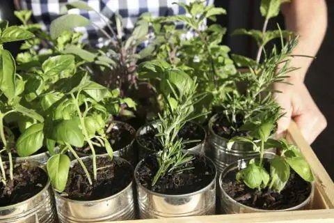 Консервированные травы