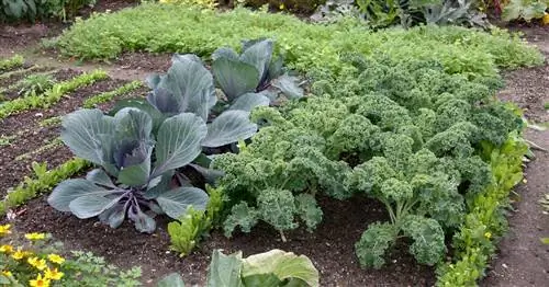 Небольшая площадь, большой урожай: продуманное планирование огорода