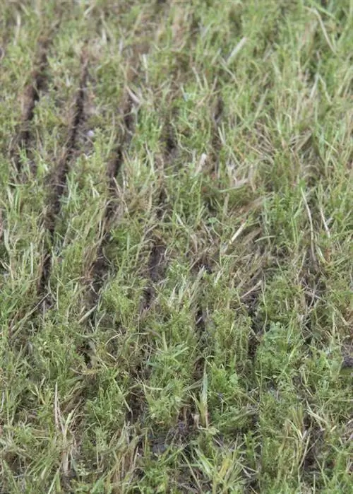 Газон после скарификации