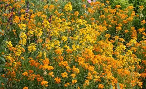 Желтоцвет (Erysimum cheiri)