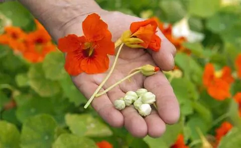 Цветы и семена настурции
