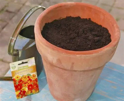 Для посева настурции нужен большой горшок.