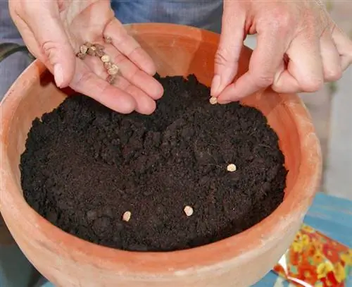 Сеять настурции