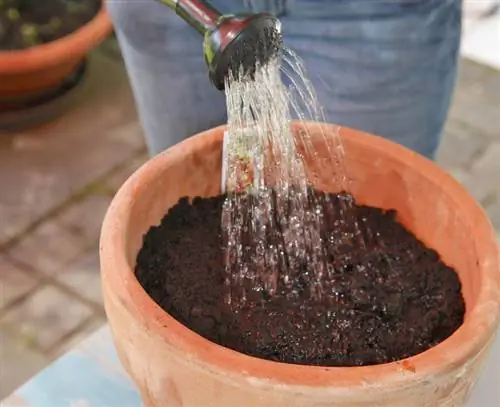 Посев настурции водяной