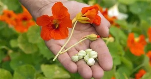 Как правильно посеять настурцию
