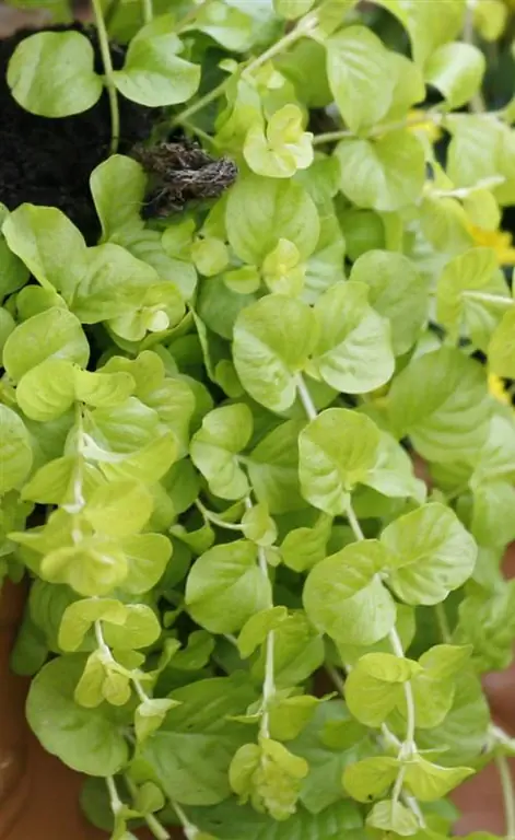 Белоснежка 'Aurea' (Lysimachia nummularia)