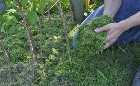 Мульчирование малины скошенной травой