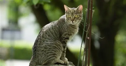 Что делать с кошачьим пометом в саду?