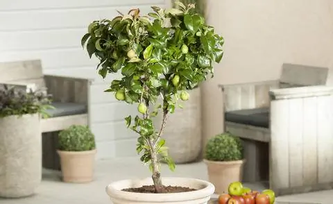 Груша мелкая сорт 'Garden Pearl'