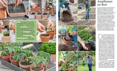 Отрывок My Beautiful Garden Special Tomatoes