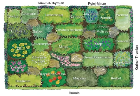 План посадки травяной грядки