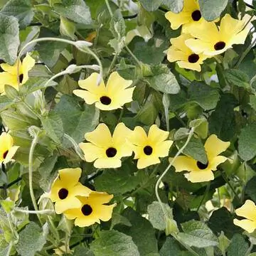 "Susanne aux yeux noirs thunbergia