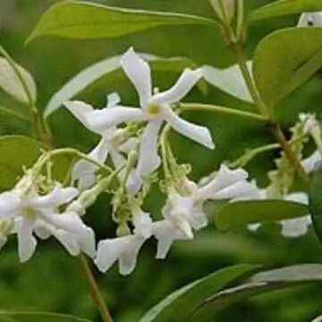 Звездчатый жасмин, Trachelospermum jasminoides