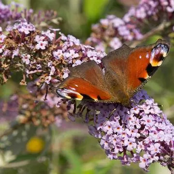 Цветок сирени летней (Buddleja davidii)
