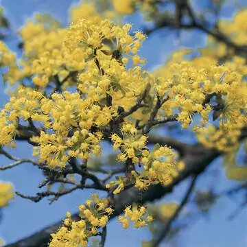 Кизил с цветами