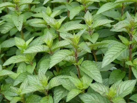 Шоколадная мята (Mentha piperita)