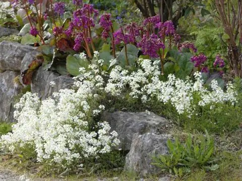 Гипсокартон Rockcress Bergenia