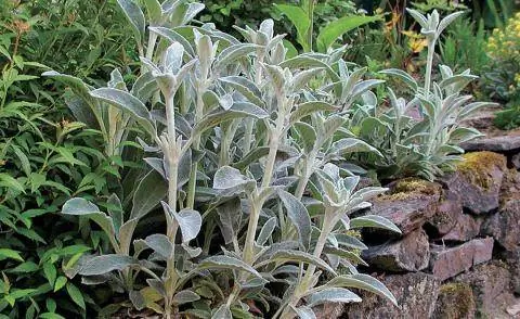 Шерстяной Зист (Stachys byzantina)
