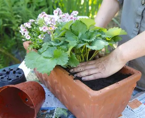 Коробка с клубникой эльфшпорой
