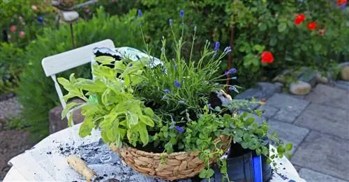 Посадка подвесных корзин: вот как это делается