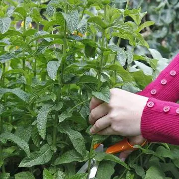 Урожай мяты Урожай мяты