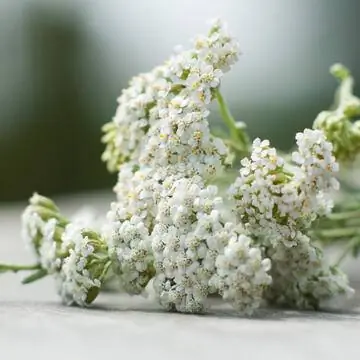 тысячелистник тысячелистник
