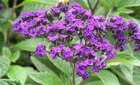 Цветок ванили (Heliotropium arborescens)
