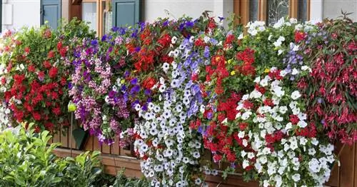 10 советов для великолепных балконных цветов