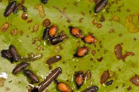 Кувшинковый листоед (Galerucella nymphaeae) Кувшинковый листоед (Galerucella nymphaeae)