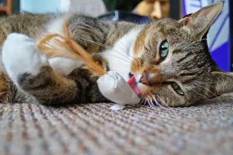 Кошка с игрушкой из кошачьей мяты Кошка с игрушкой из кошачьей мяты