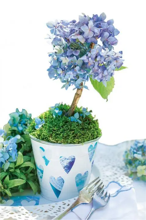 Стебли гортензии