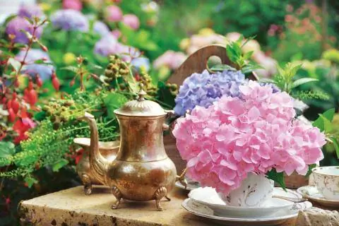 Гортензии в вазах