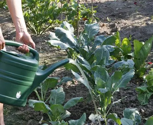 Полив крапивным навозом