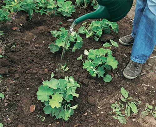 тщательный полив