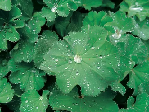 листья манжетки