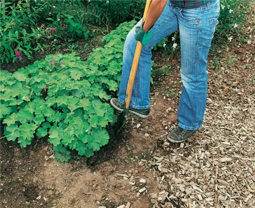 Вырежьте кусок многолетнего ковра