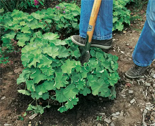 Нарезать многолетник