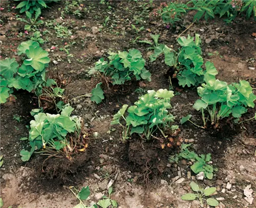 Многолетние кусочки должны быть размером с кулак