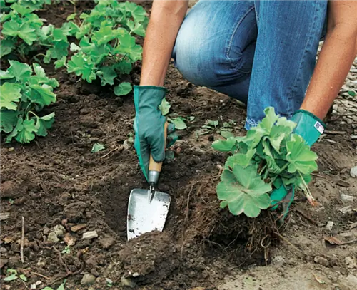 Вставьте многолетники по частям